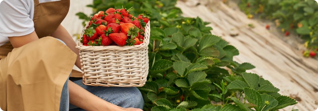 farmer & strawberries
