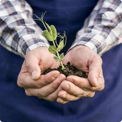 plant on hand